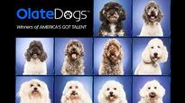 Olate Dogs: America's Got Talent Winners - Season 7 in Englewood promo photo for American Express presale offer code