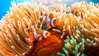 Great Barrier Reef 3D presale information on freepresalepasswords.com