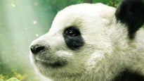 Pandas 3D presale information on freepresalepasswords.com