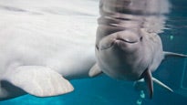 Shedd Aquarium Total Experience Pass presale information on freepresalepasswords.com