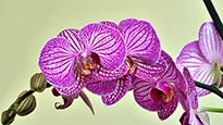 Orchid Holiday presale information on freepresalepasswords.com