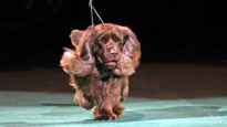 Westminster Kennel Club Dog Show