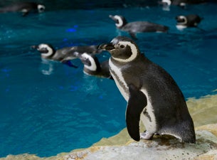 Shedd Pass Tickets Shedd Pass Tickets