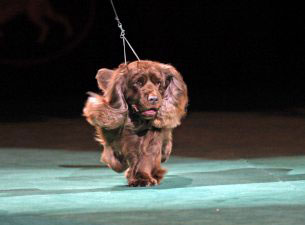 Westminster Kennel Club Dog Show presale information on freepresalepasswords.com