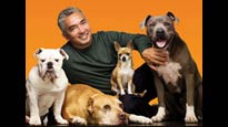 presale code for Cesar Millan Live tickets in Lynn - MA (Lynn Auditorium)