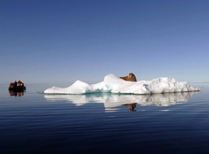 Arktis – Zwischen Eisbergen Und Eisbären Arktis – Zwischen Eisbergen Und Eisbären